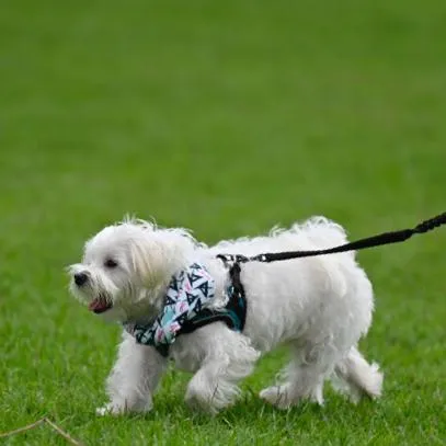 AKIV Ultralight Training T-Shirt Kids | Puppy Barry’s Style